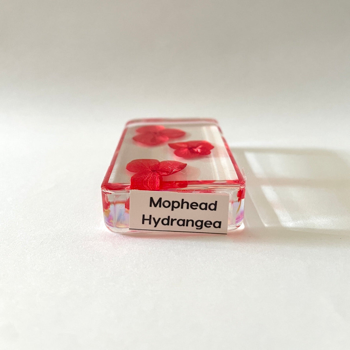 Grand cube de fleur sauvage - Morphead Hydrangea