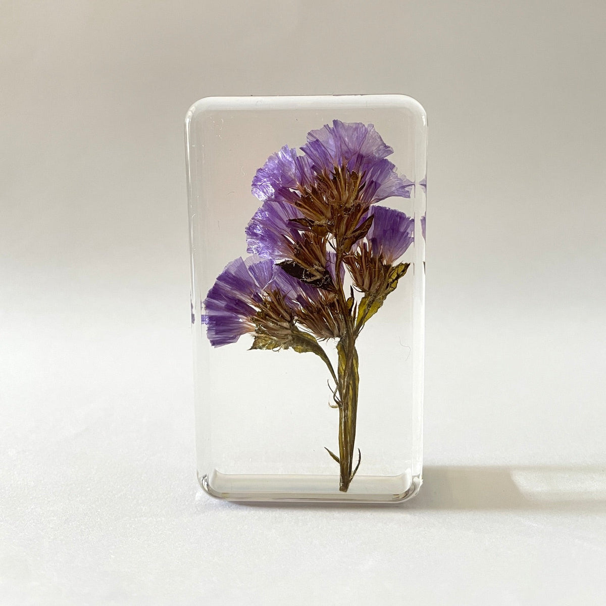 Grand cube de fleur sauvage - Forget Me Not