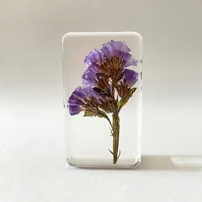 Grand cube de fleur sauvage - Forget Me Not