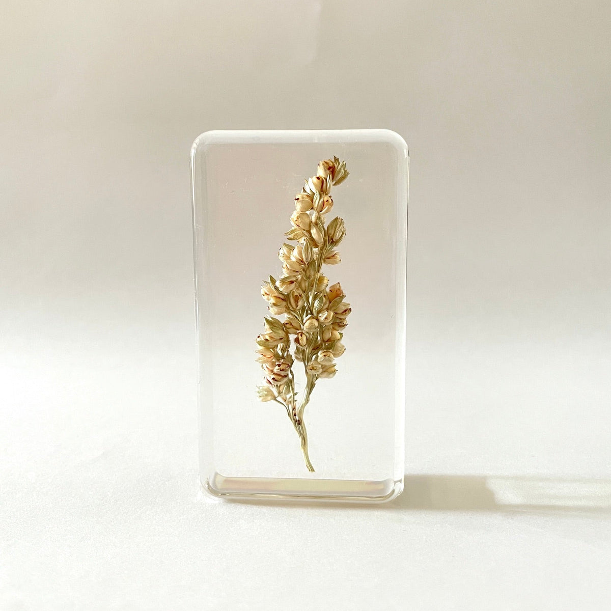Grand cube de fleur sauvage - Sorghum