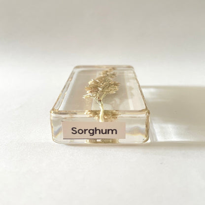 Grand cube de fleur sauvage - Sorghum