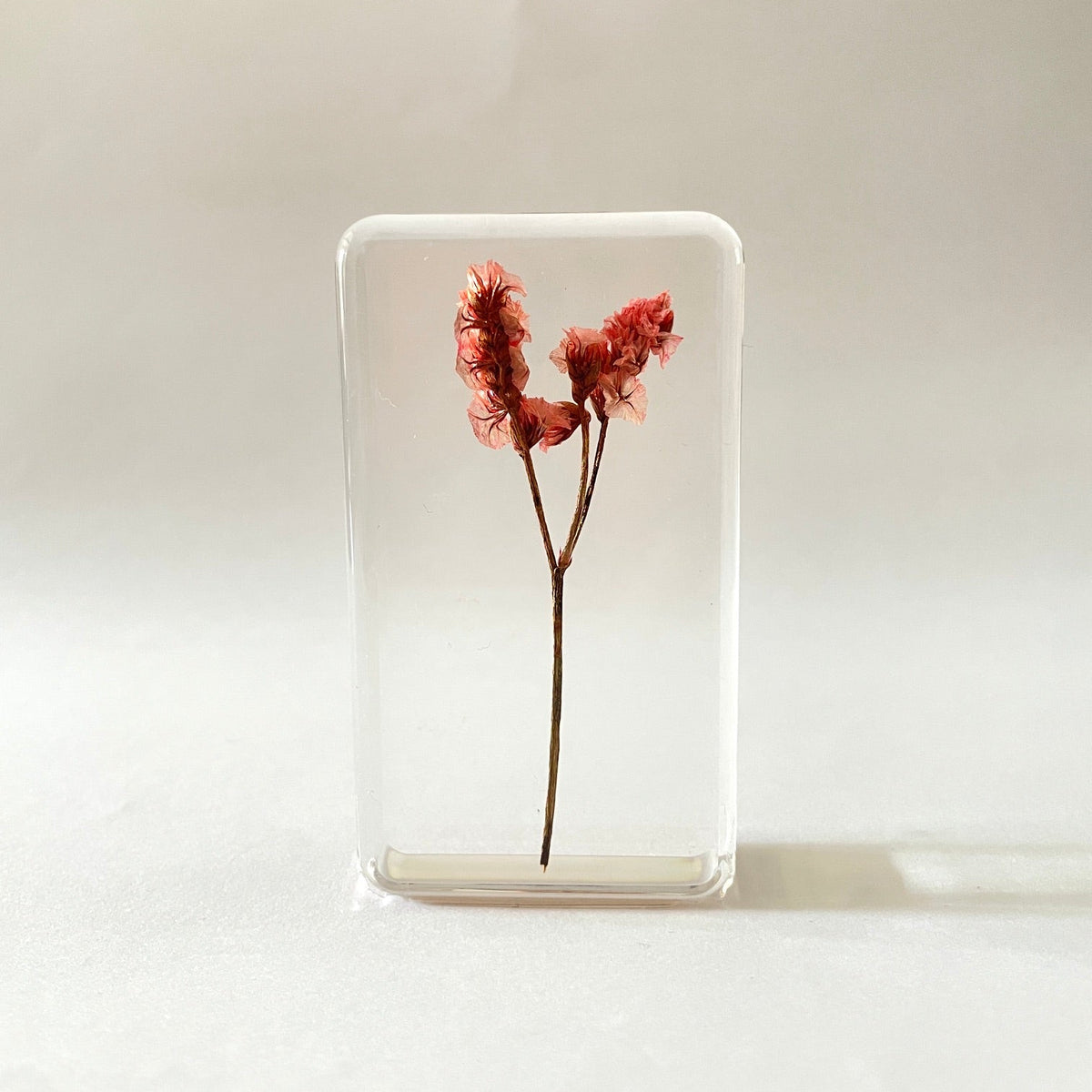 Grand cube de fleur sauvage - Nuttall's Mud-Flower