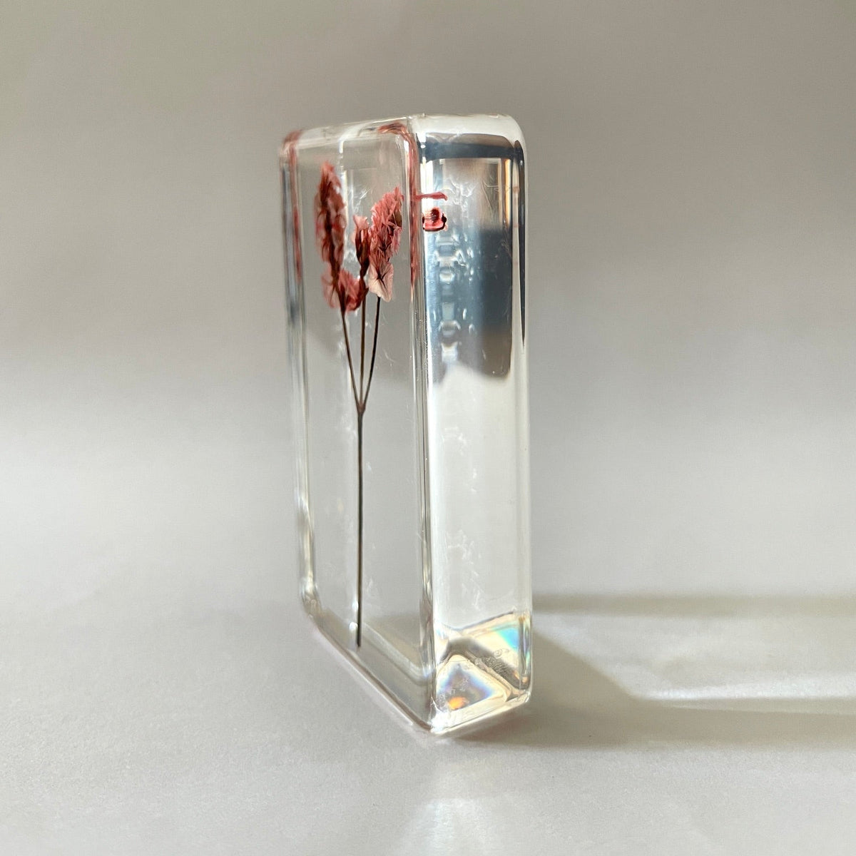 Grand cube de fleur sauvage - Nuttall's Mud-Flower
