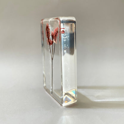 Grand cube de fleur sauvage - Nuttall's Mud-Flower