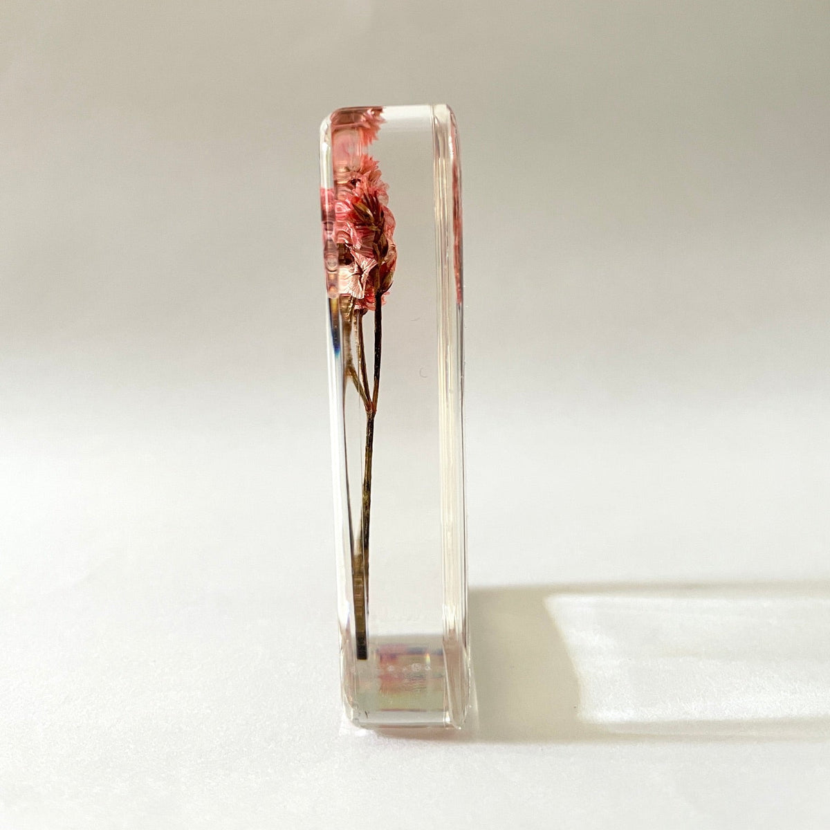 Grand cube de fleur sauvage - Nuttall's Mud-Flower