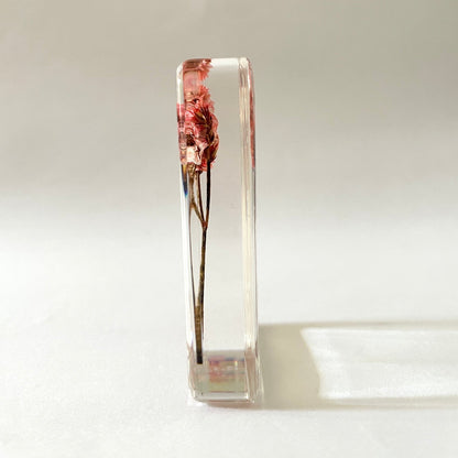 Grand cube de fleur sauvage - Nuttall's Mud-Flower
