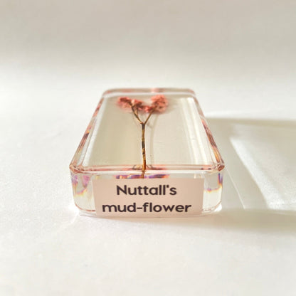 Grand cube de fleur sauvage - Nuttall's Mud-Flower