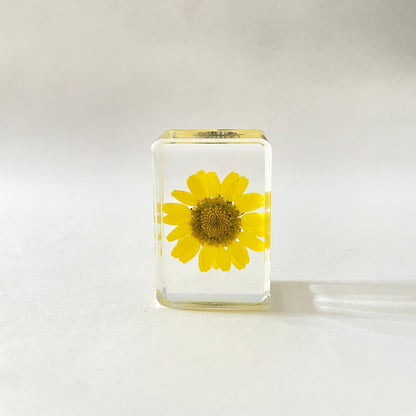 Petit cube de fleur sauvage - Yellow Daisy